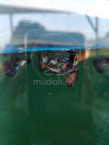 Carousel Image