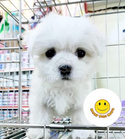 Carousel Image Selected