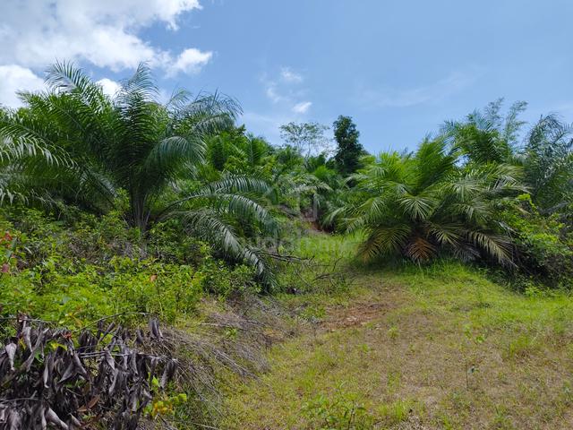 Tanah Kebun 5