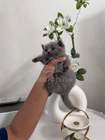 rehome - photo 2 of 3