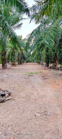 Tanah untuk Dijual tepi jalan besar 1
