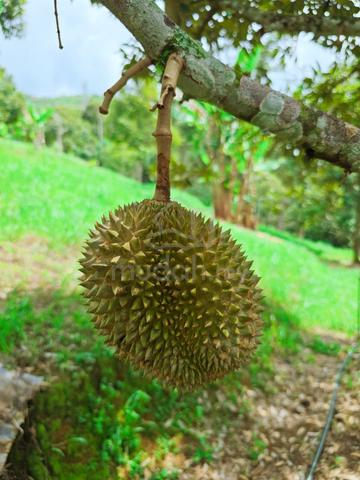 Kuala Kangsar Freehold Premium Durian Orchard Farm For Sales 2