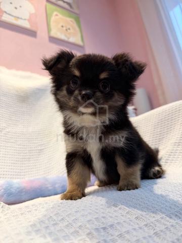Long Coat Chihuahua male - photo 2 of 3