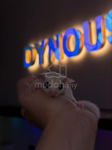 Carousel Image