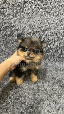 Blue Merle n Tan Male Pomeranian Puppy - photo 4 of 5