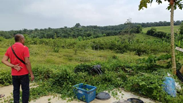 MCL 8.7 ekar kebun Naga,Jambu Batu & Pisang area Macap Durian Tunggal 4