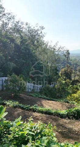 Broga 10.5 acres Agricultural land - Durian Tree for sales 1