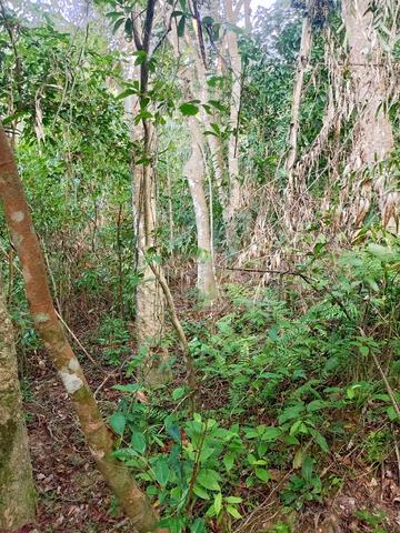 Kebun getah 1