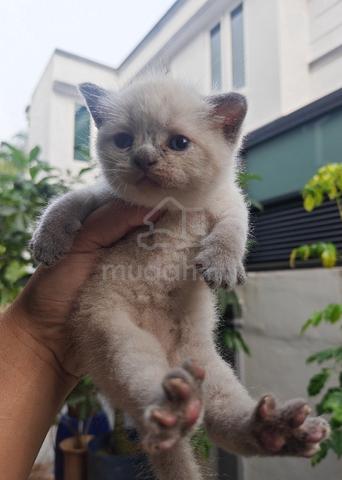 British shorthair - photo 5 of 6