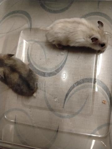Hamster  - photo 5 of 6