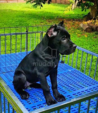 Carousel Image