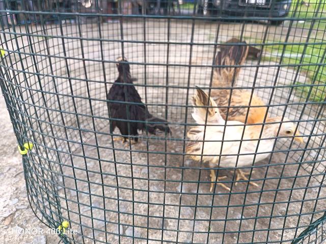 anak ayam serama betina - photo 4 of 4