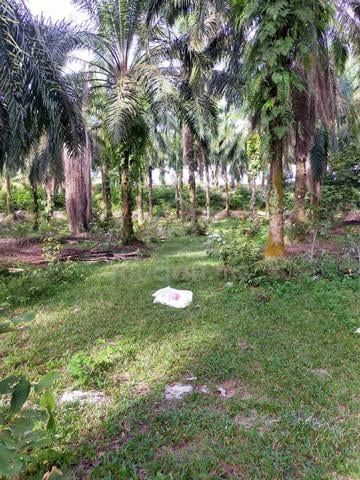 Tanah pertanian 3.89 ekar untuk dijual. 1