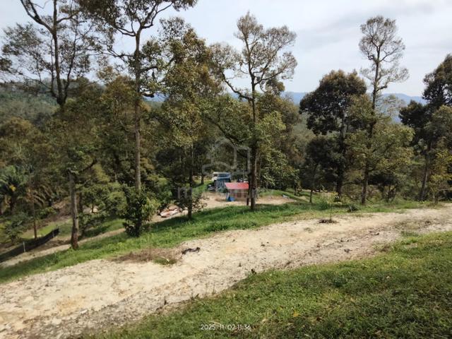 8.16 acres 100 old durian trees 1