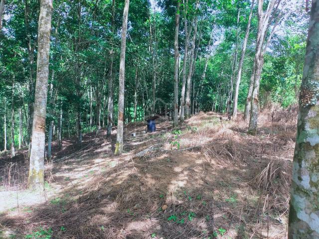 Lenggong Ayer Karah Rubber Land 3