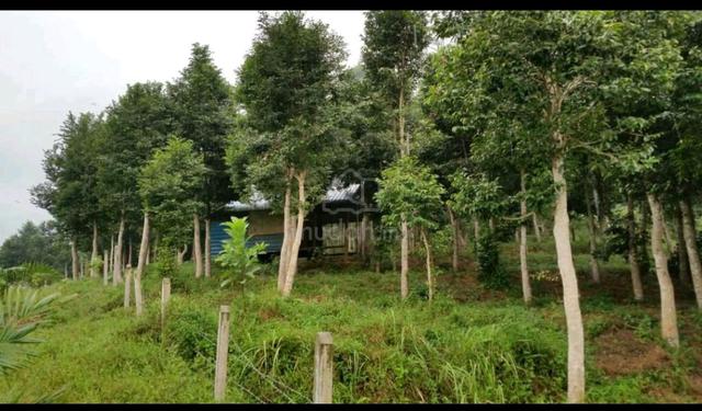 Perak Beruas Gaharu Agarwood Agricultural Freehold Land For Sale 1