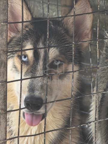 Siberian husky - photo 3 of 4