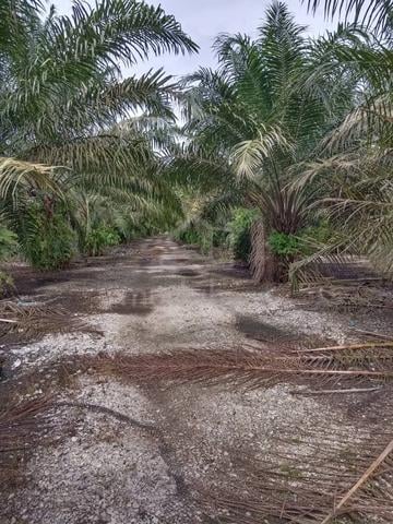 Pekan Nanas 5.46 Acres Oil Palm Land For Sale 1