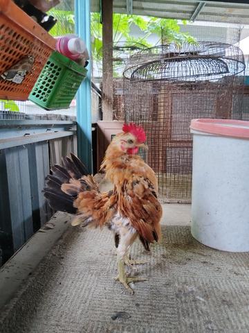 Ayam Serama - photo 2 of 5