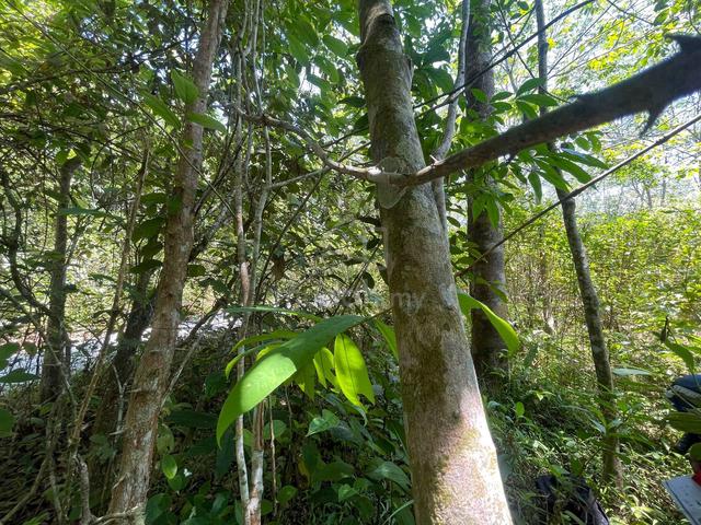 TANAH KEBUN Belakang kolej KEDA Sik Ada Jalan Keluar Masuk 2