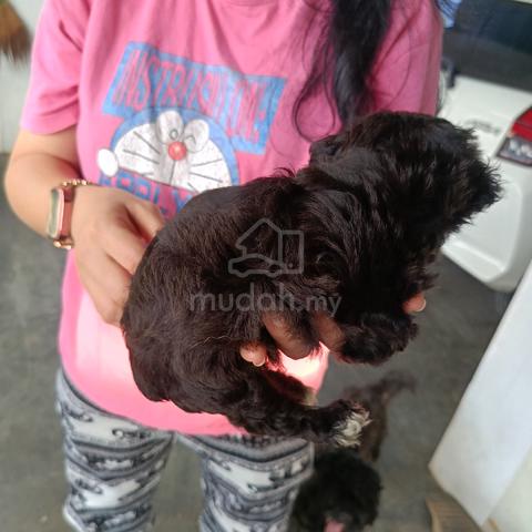 puppy poddle  - photo 3 of 4