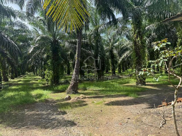 Bird Nest House | Oil Palm Land | 1