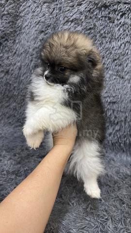 Fancy Color Pomeranian Female Puppy F6 - photo 5 of 5