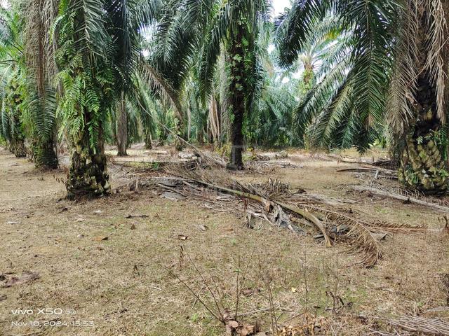 Agricultural Land for Sale, 4.97 Acre(s), Linggi, Negeri Sembilan ...