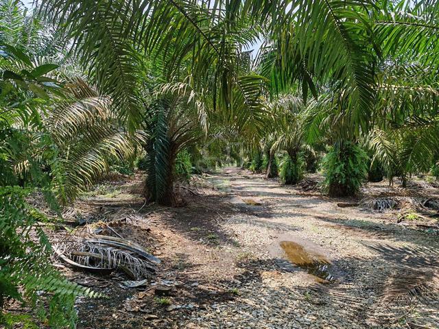 Pekan Nanas @ Pontian 1