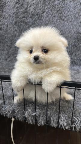Female Pomeranian Puppy Cream White - photo 2 of 6