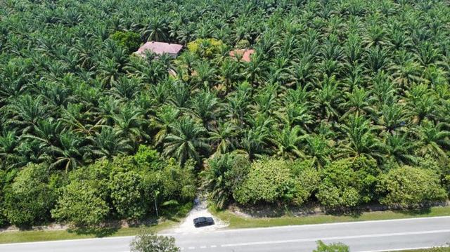 Jempol -Palm Oil Plantation 1