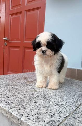 Carousel Image Selected