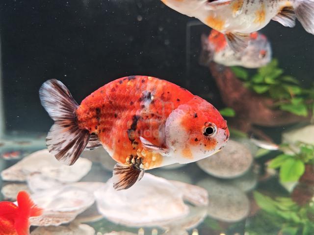 Ranchu Goldfish - photo 4 of 6