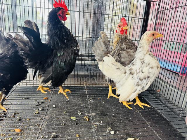 Ayam Serama rinting mini A - photo 4 of 6