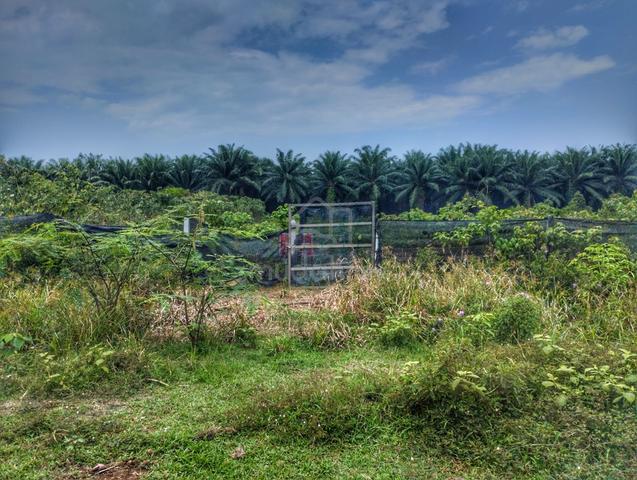 Tanjung Sepat 1 Ekar Tanah Sewa 1