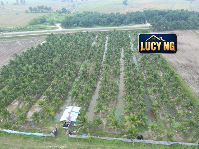 3.206 acres Fragrant Cocount Farm | Agricultural Land | Sungai Acheh b 1