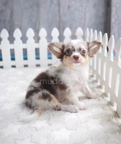 Carousel Image