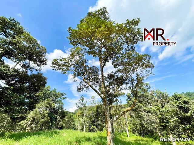 MANY ACCESS Organic Durian Farm Junjong Kulim FOR SALE 1