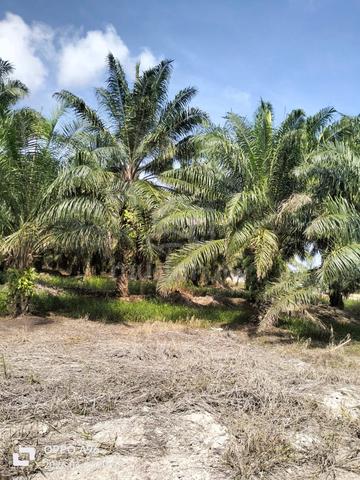 Pahang Pekan PSK Land 2828 acre with Geran Leasehold 99 Years 20k/acre 1