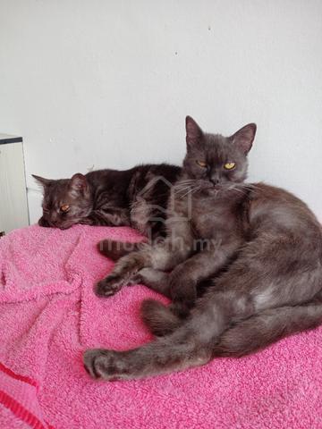 bsh mix persian - photo 3 of 3
