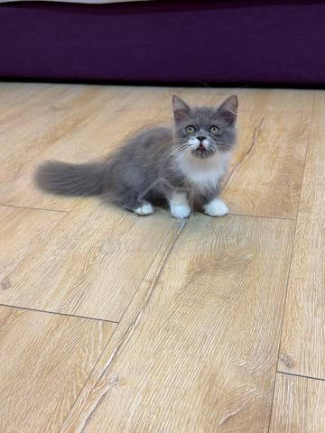 Bicolor Munchkin kitten - photo 3 of 6