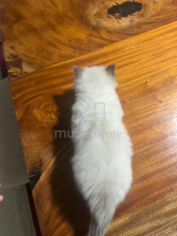 Ragdoll Kitten - photo 4 of 4
