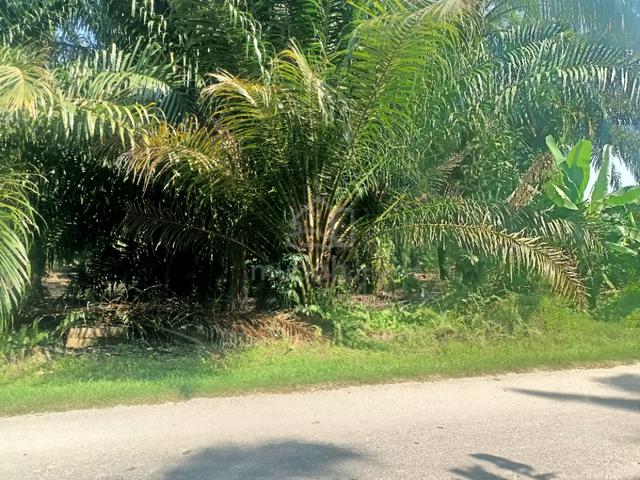 Tanah Pertanian Labuhan Dagang Banting 1