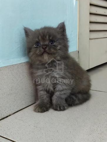 Carousel Image