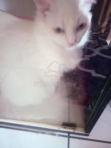 mixed persian  - photo 2 of 2