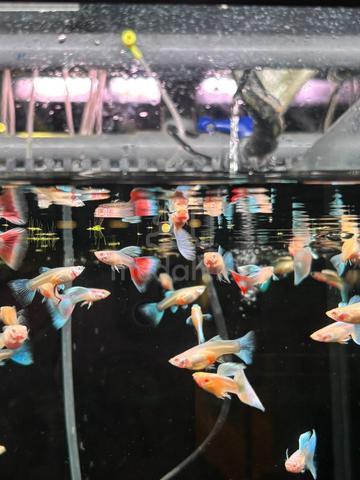 Carousel Image Selected