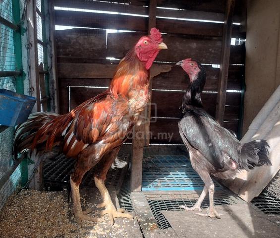 Carousel Image