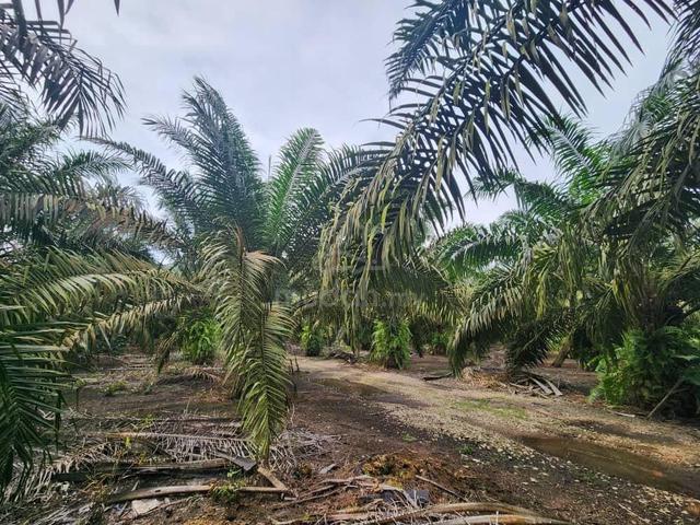 5.46 Acres Oil Palm Land @ Pekan Nanas, Johor. 1