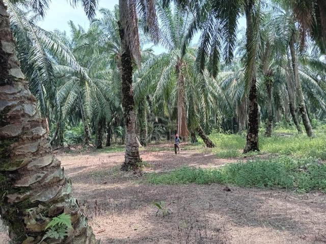 Tanah kelapa sawit  untuk dijual 3