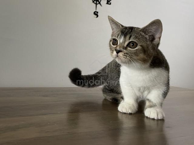Munchkin Standard (Male) - photo 5 of 6
